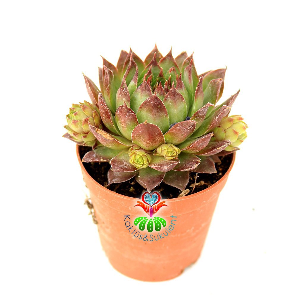 Sempervivum Calcareum-Koyu Bordo Yeşil Yapraklı- 5,5 cm saksıda