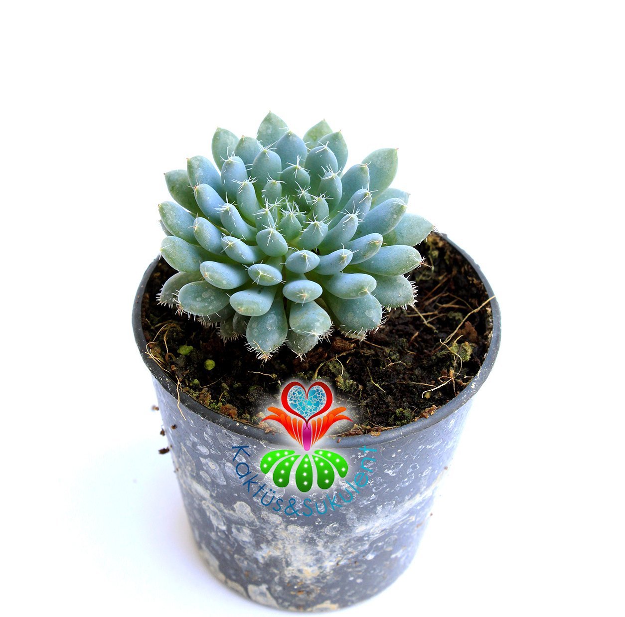 Echeveria Setosa Deminuta-Mükemmel Renk- 5,5 cm saksıda -Teraryum, Mini Bahçe, Kaktüs