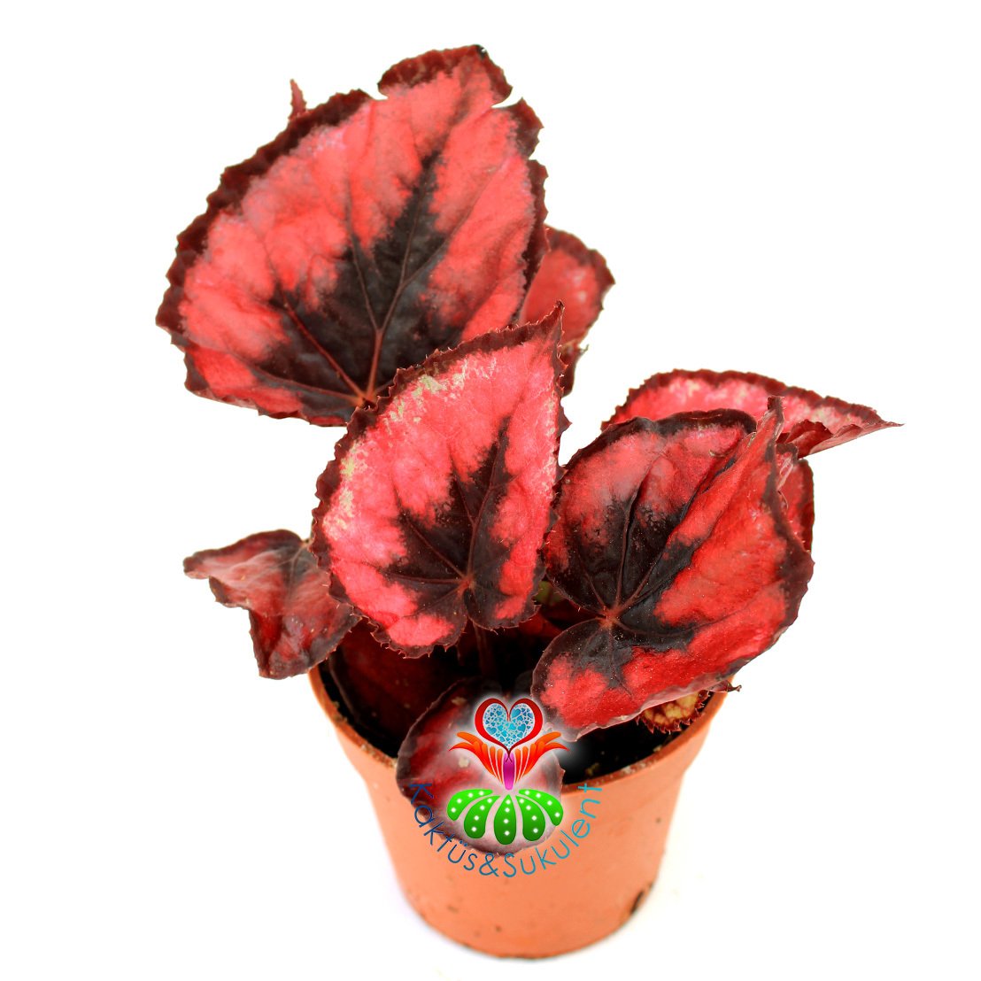 Kırmızı Renk Yaprak Güzeli Begonya- Begonia Rex- 8,5 cm Saksıda