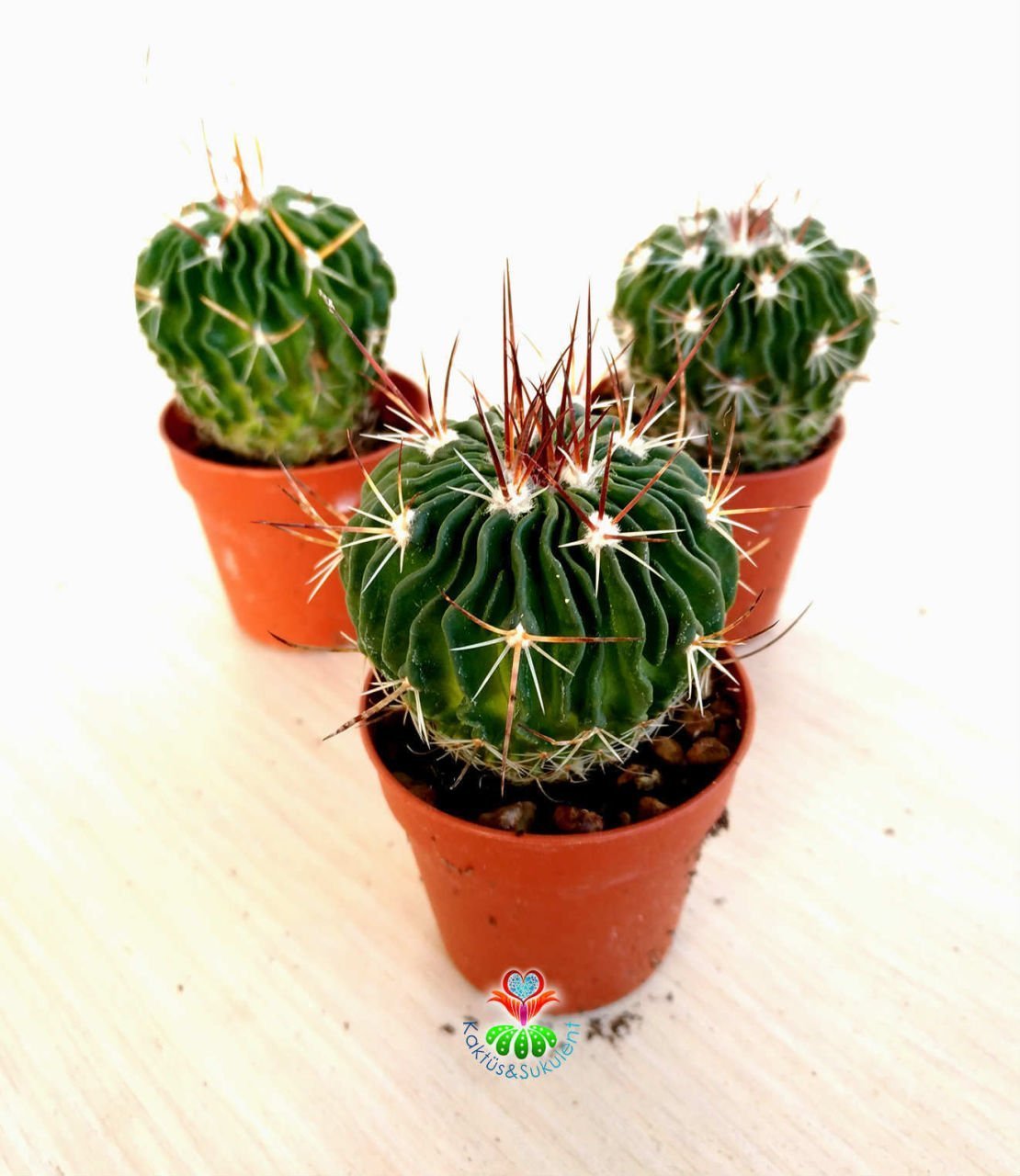 Kaktüs,Stenocactus Multicostata -Mor-Beyaz Çiçek Açar-1.Sınıf İthal-5,5 cm saksıda-Teraryum,Sukulent