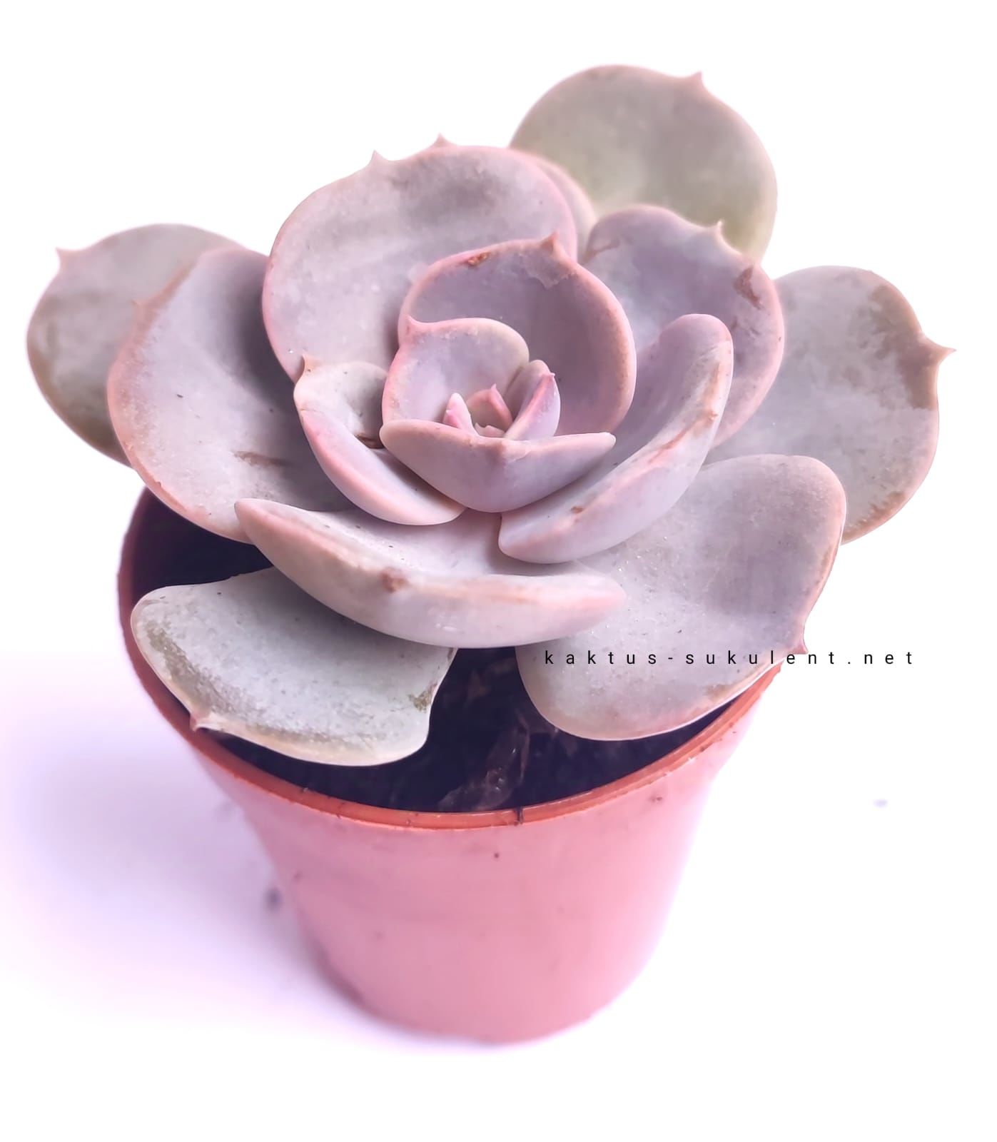 Echeveria 'Dusty Rose'- 5,5 cm saksıda Nadir Tür Lila Renk Sukulent