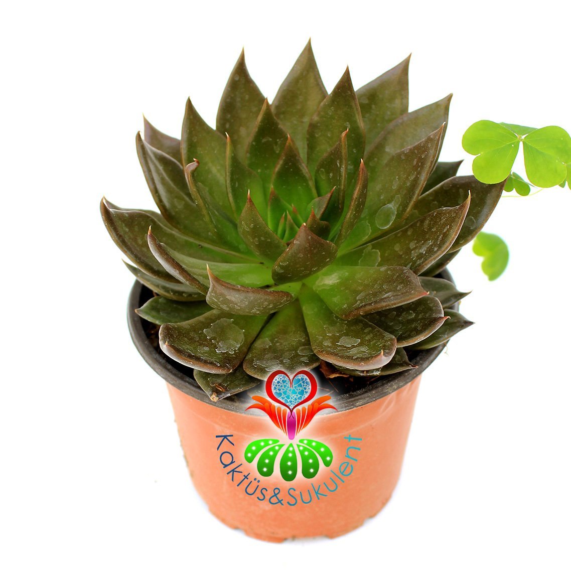 Büyük Sukulent Echeveria Black Prince Siyah Renk 8.5 cm Saksıda