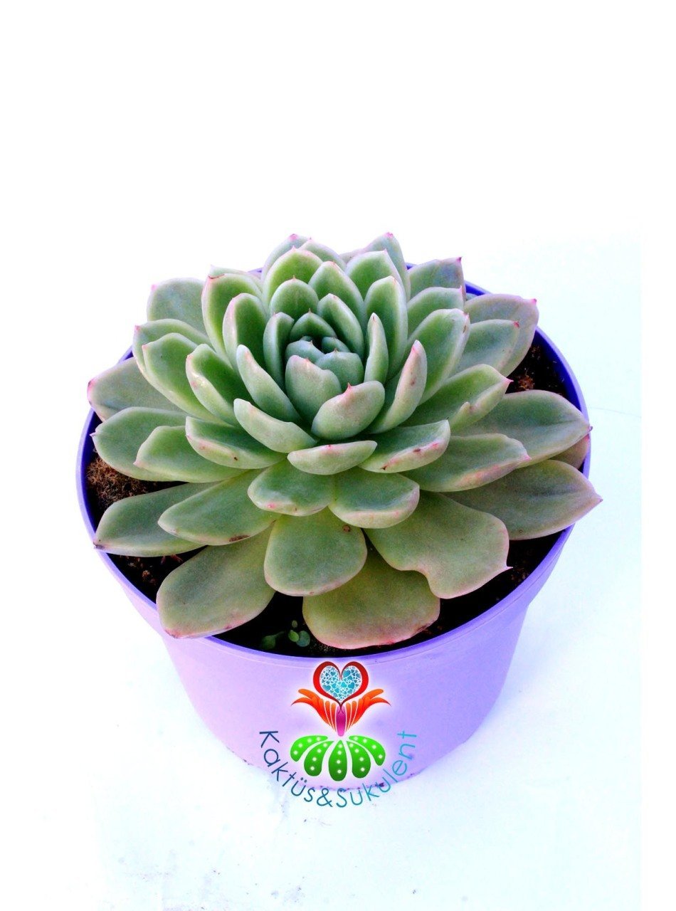 Echeveria 'Lime and Chile' 15 cm Saksılı Nadir Tür Renkli Sukulent