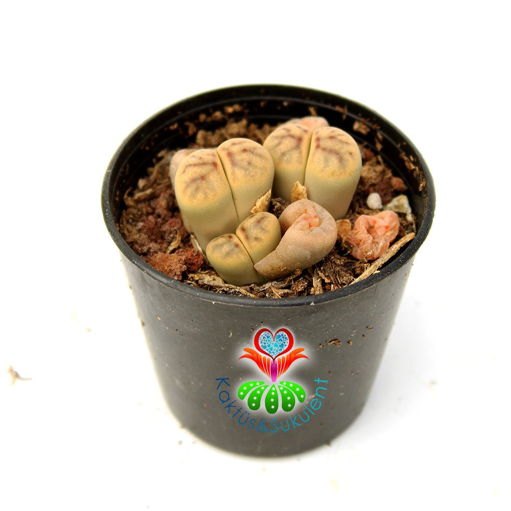 Lithops Dorotheae- Sarı Renk Çiçek Açan Yaşayan Taş Kaktüs 5,5 cm Saksıda
