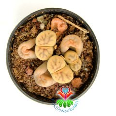 Lithops Dorotheae- Sarı Renk Çiçek Açan Yaşayan Taş Kaktüs 5,5 cm Saksıda