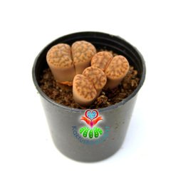 Lithops Guliemii -3 lü Kırmızı Çizgili Yaşayan Taş Kaktüs-5,5cm Saksıda