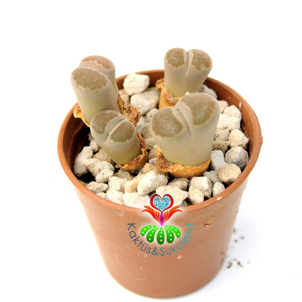Lithops Marmorata-4lü Gri Renk Yaşayan Taş Kaktüs 5,5cm Saksıda