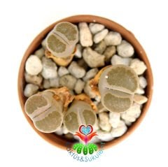Lithops Marmorata-4lü Gri Renk Yaşayan Taş Kaktüs 5,5cm Saksıda
