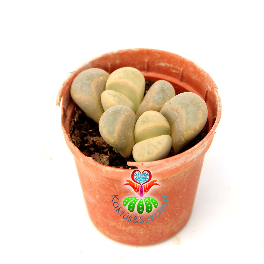 Lithops Meyeri-Bembeyaz 5,5 cm Saksıda Yaşayan Taş Kaktüs