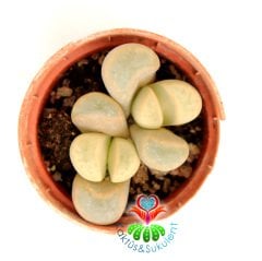 Lithops Meyeri-Bembeyaz 5,5 cm Saksıda Yaşayan Taş Kaktüs