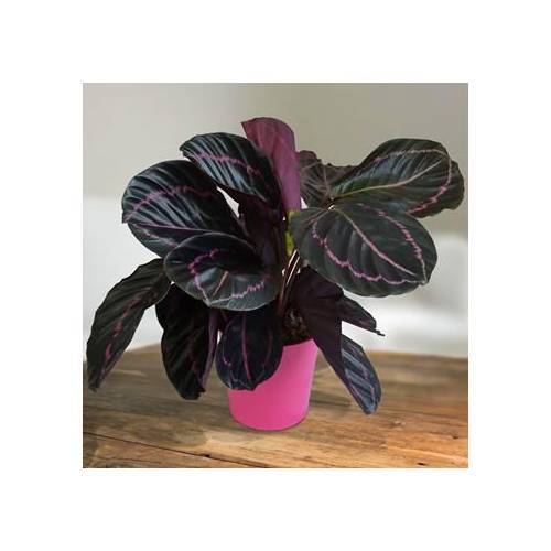 Calathea Surprise Star - Pembe Renk Yapraklı -Mükemmel Salon, Dua Çiçeği- 10 cm Saksıda -30 cm Boy