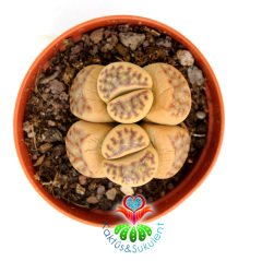 Lithops Dorotheae Light- Krem Renk 5,5 cm Saksıda Yaşayan Taş Kaktüs