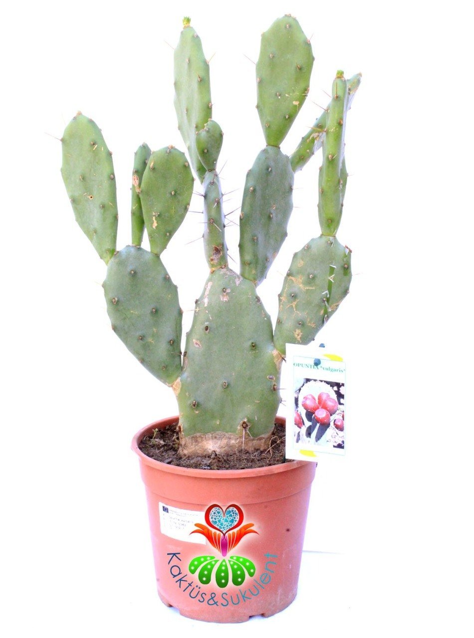 Dev Opuntia Vulgaris - 17 cm saksıda 40 cm Bitki Boyu-Meyve Veren Opuntia Türü