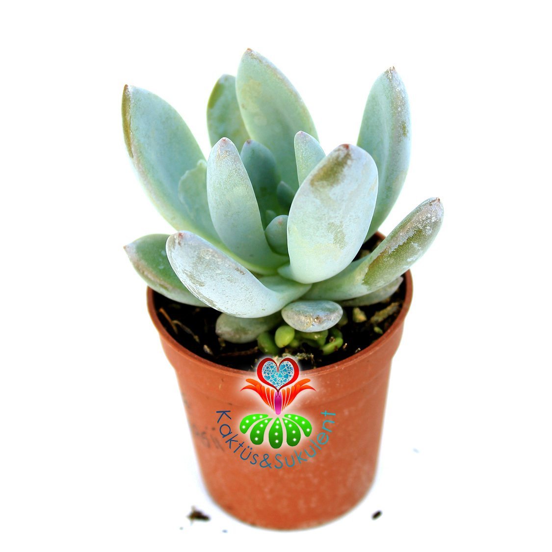 Pachyphytum Blue Haze-Açık Mavi Pudralı Sukulent-5,5 cm Saksıda
