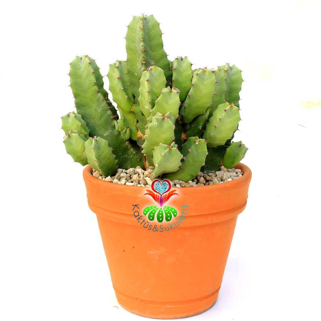 Euphorbia Resinifera-17 cm Seramik Saksıda Nadir Tür Kaktüs