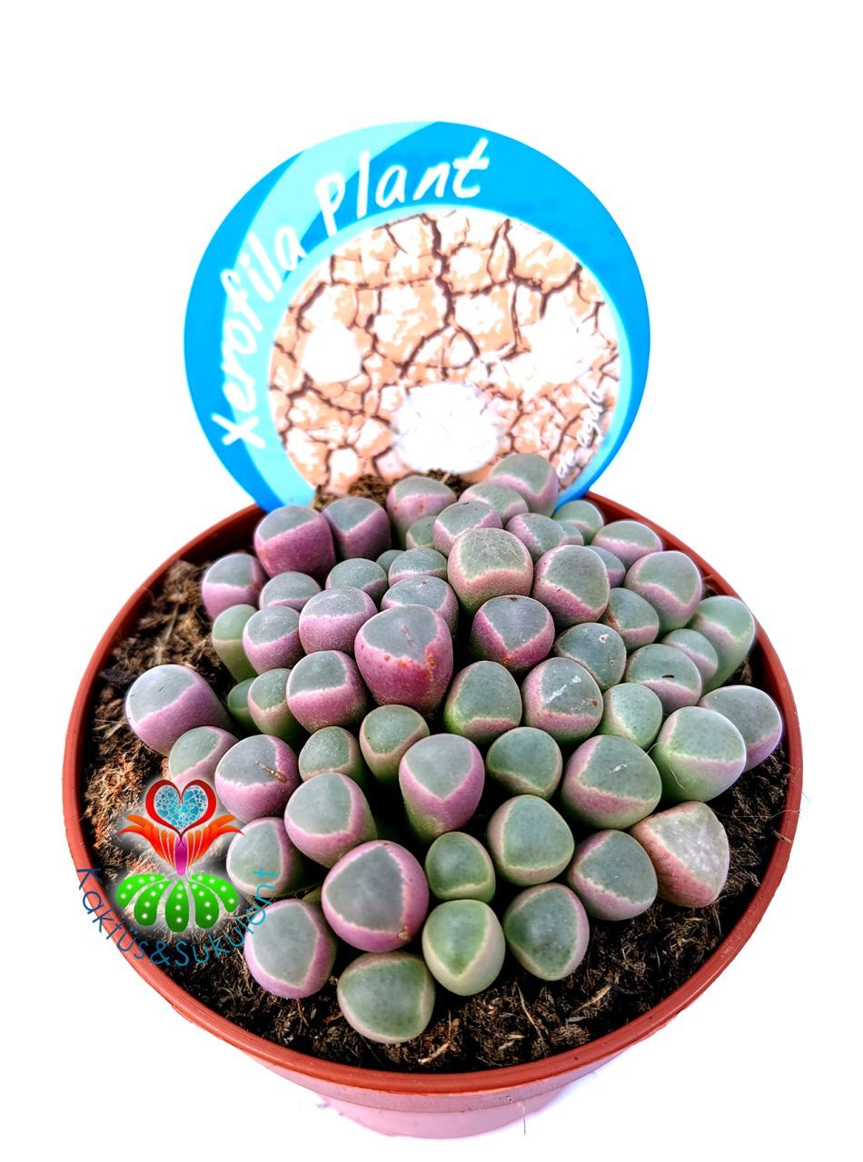 Mesemb,Fenestraria Rhopalophylla-Parmak Taş Kaktüs Lithops 8,5 cm saksıda