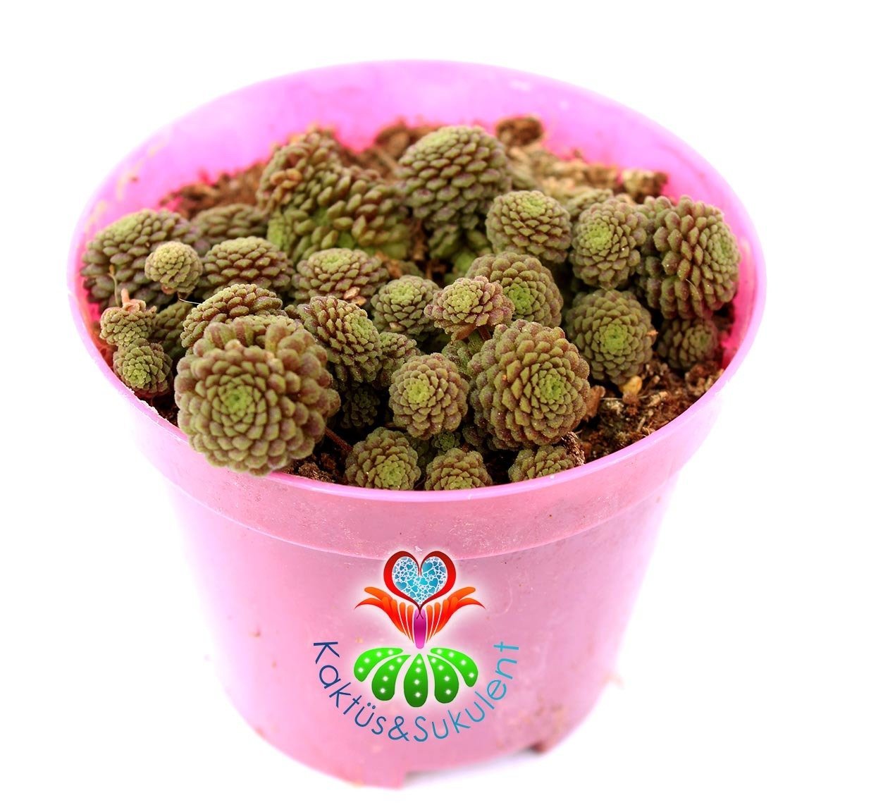 Monanthes Polyphylla Nadir Tür Sukulent 8 cm Saksı Dolusu İthal