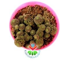 Monanthes Polyphylla Nadir Tür Sukulent 8 cm Saksı Dolusu İthal