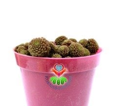 Monanthes Polyphylla Nadir Tür Sukulent 8 cm Saksı Dolusu İthal