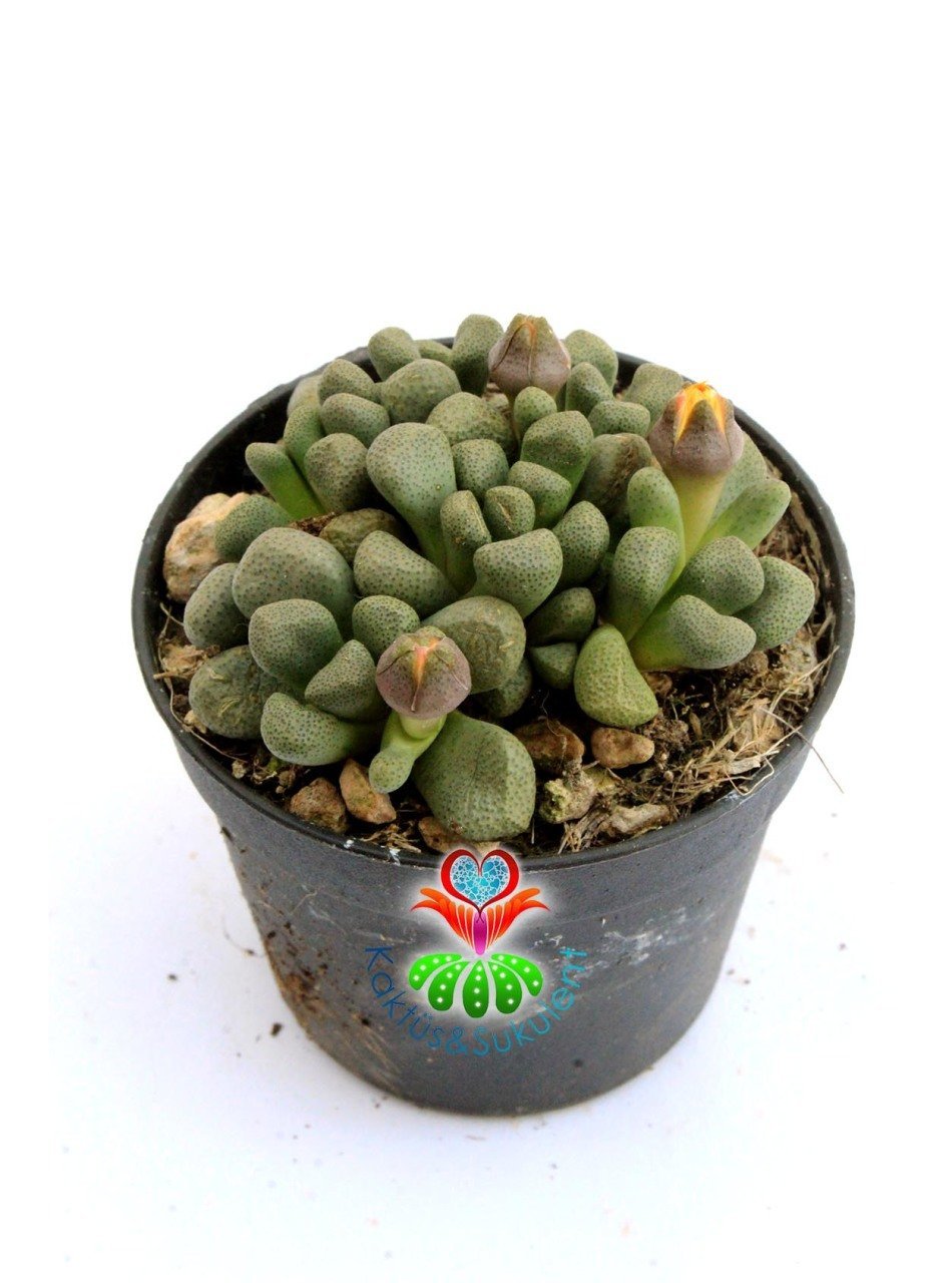 Aloinopsis Schooneesii 6,5 cm Saksılı İngiliz Kraliyet Ödüllü Buz Buz Bitkisi
