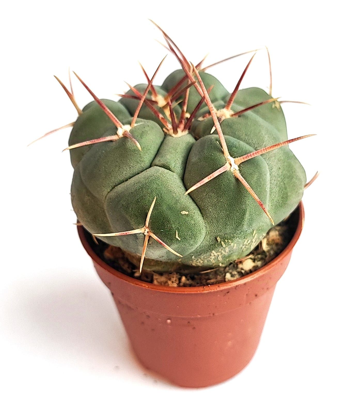 Thelocactus Hexaedrophorus Nadir Tür Koleksiyonluk Kaktüs Türü 5,5 cm Saksılı