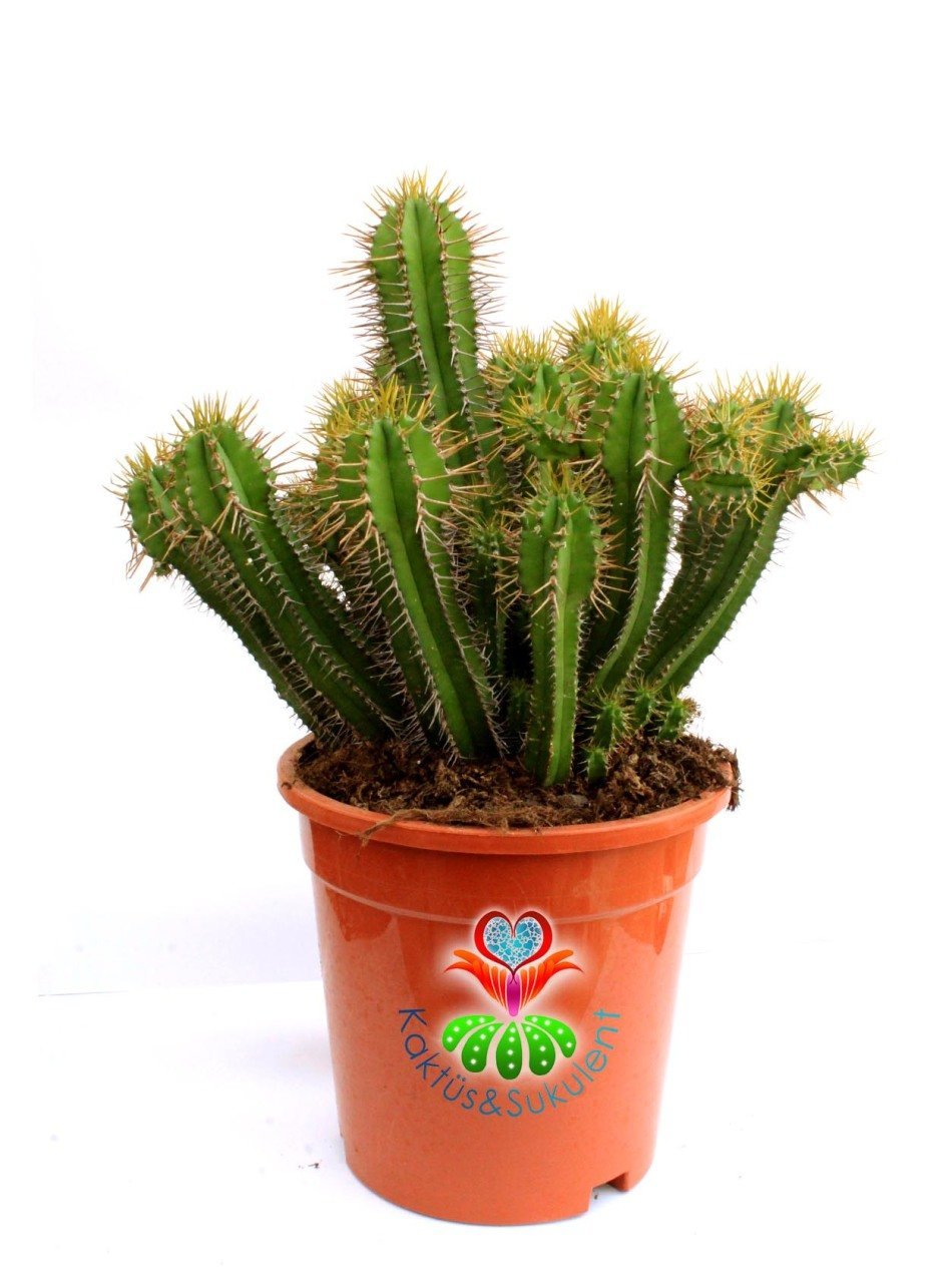 Euphorbia Fruticosa Yetişkin Radyasyon Emici 17 cm Saksı 30 cm Boy  Kaktüs