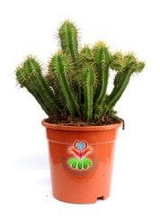 Euphorbia Fruticosa Yetişkin Radyasyon Emici 17 cm Saksı 30 cm Boy  Kaktüs