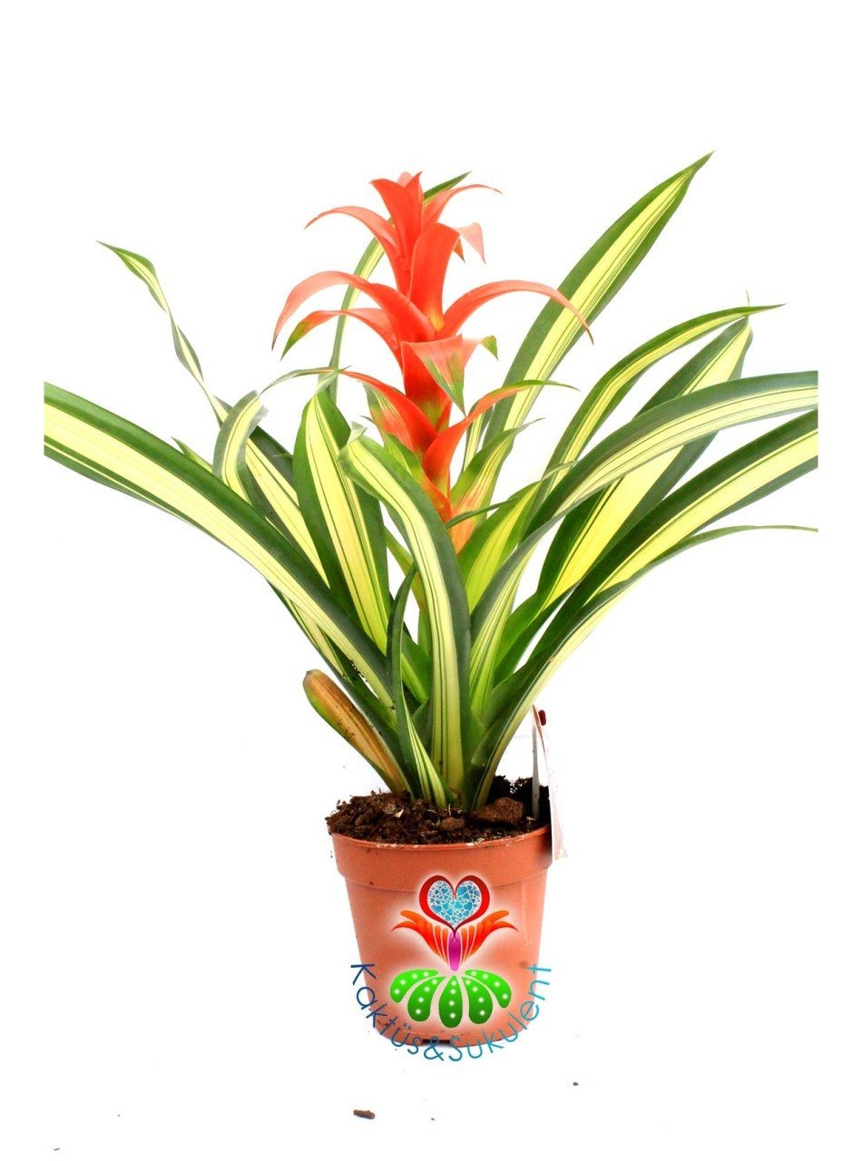 Guzmania Lingulata Variegata Renkli Yapraklı Kırmızı Çiçekli 10,5 cm Saksıda 50 cm Boy