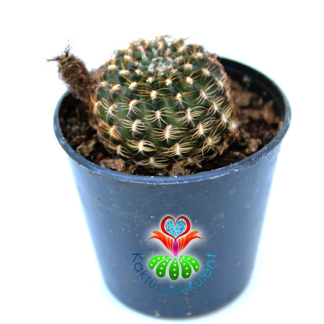 Sulcorebutia Augustinii Nadir Tür 5,5 cm Saksılı Sınırlı Sayıda