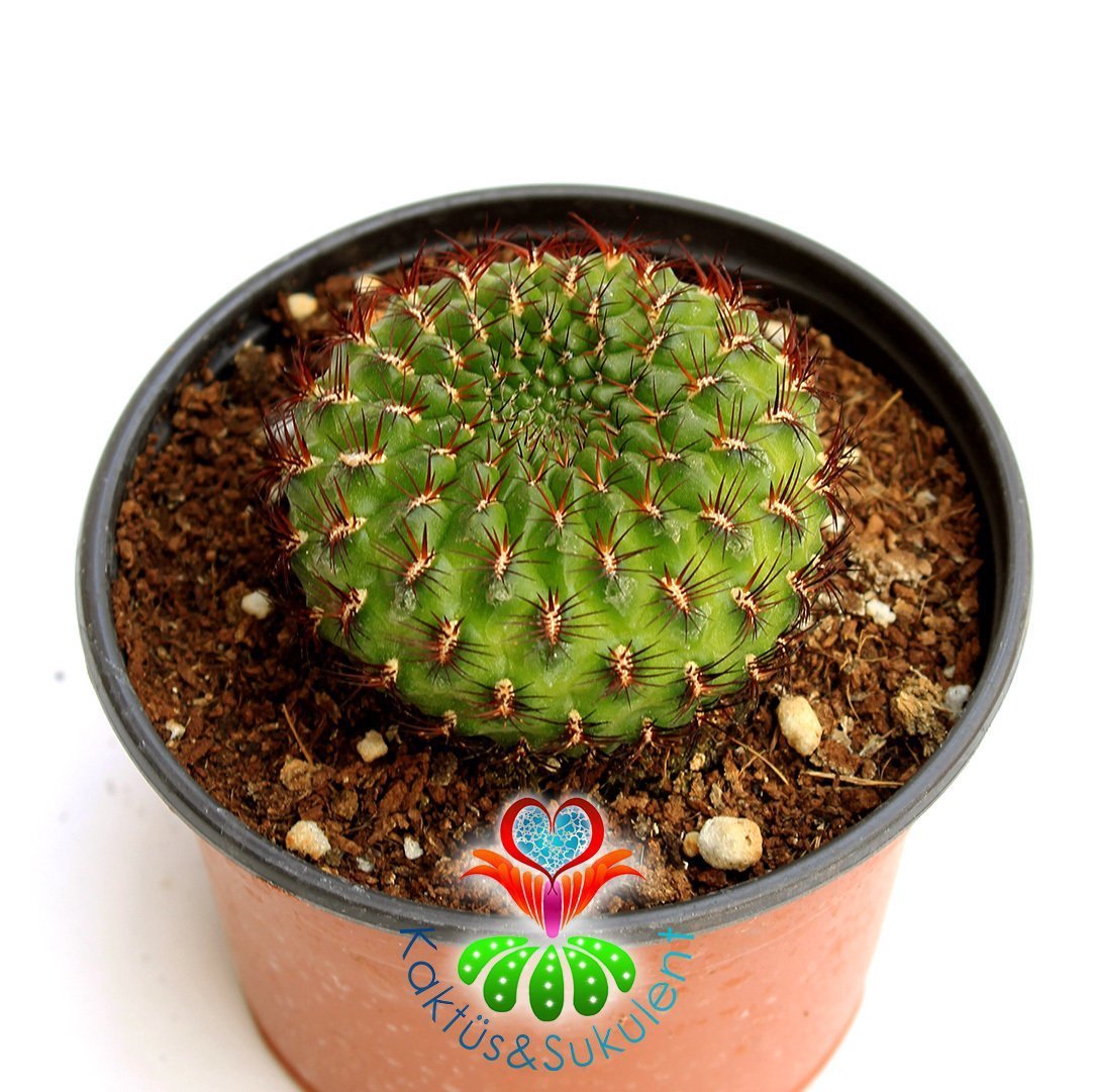 Nadir Tür Kaktüs, Sulcorebutia Tiraquensis var. Aguilarii -5,5 cm saksıda-Teraryum, Sukulent