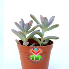 Sedum Pats Pink İkili Formda 5.5 cm Saksılı