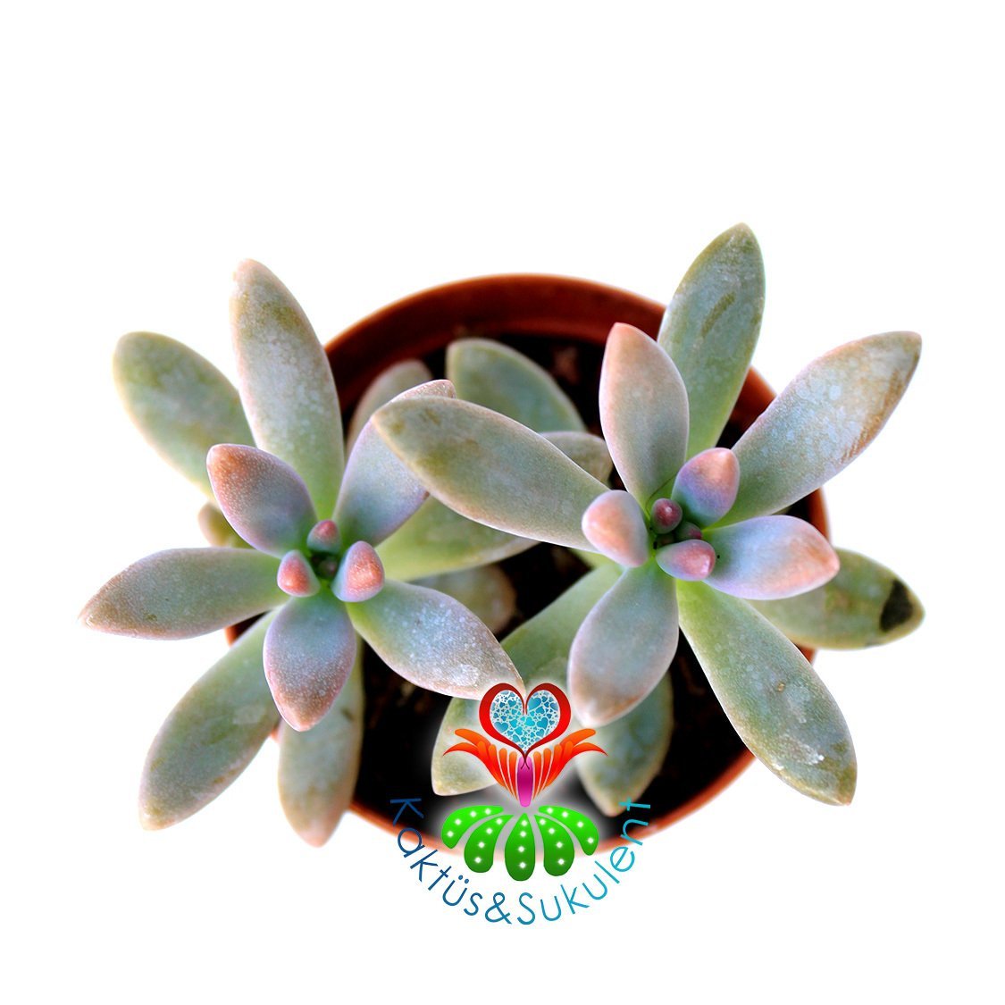 Sedum Pats Pink İkili Formda 5.5 cm Saksılı