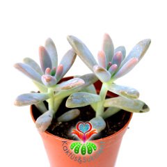 Sedum Pats Pink İkili Formda 5.5 cm Saksılı