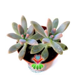 Sedum Pats Pink İkili Formda 5.5 cm Saksılı