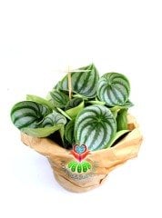 SÜPER FİYAT, Karpuz Sukulent, Peperomia Watermelon-Muhteşem Renkli Büyük Yapraklı-Kolay Yetişir-8 cm Saksıda SINIRLI SAYIDA