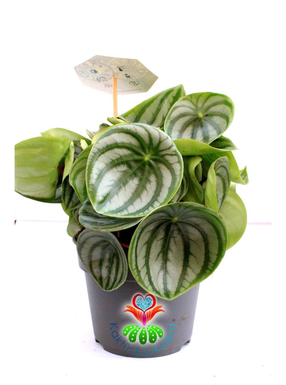 SÜPER FİYAT, Karpuz Sukulent, Peperomia Watermelon-Muhteşem Renkli Büyük Yapraklı-Kolay Yetişir-8 cm Saksıda SINIRLI SAYIDA