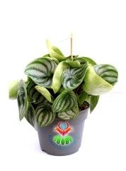 SÜPER FİYAT, Karpuz Sukulent, Peperomia Watermelon-Muhteşem Renkli Büyük Yapraklı-Kolay Yetişir-8 cm Saksıda SINIRLI SAYIDA