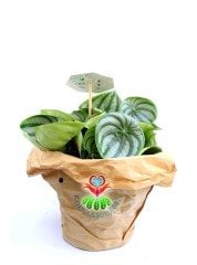 SÜPER FİYAT, Karpuz Sukulent, Peperomia Watermelon-Muhteşem Renkli Büyük Yapraklı-Kolay Yetişir-8 cm Saksıda SINIRLI SAYIDA