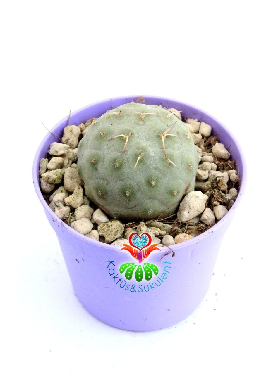 Tephrocactus Geometricus Nadir Tür Koleksiyon Ürünü 6,5 cm Saksıda