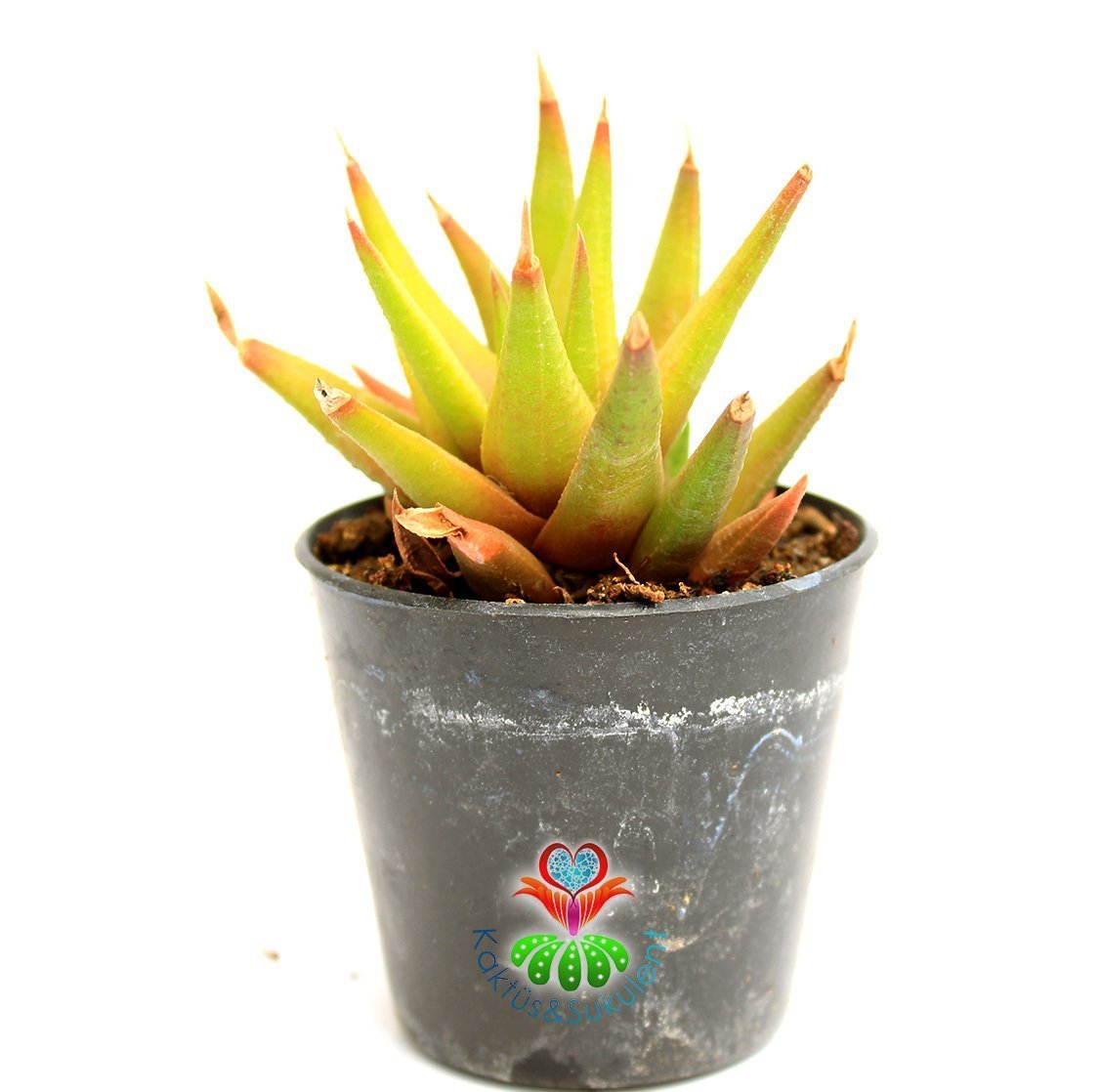 Sukulent, Haworthia Subulata - Yıldız Sert Yapraklı Canlı Renkli- 5,5 cm saksıda-Teraryum,Kaktus