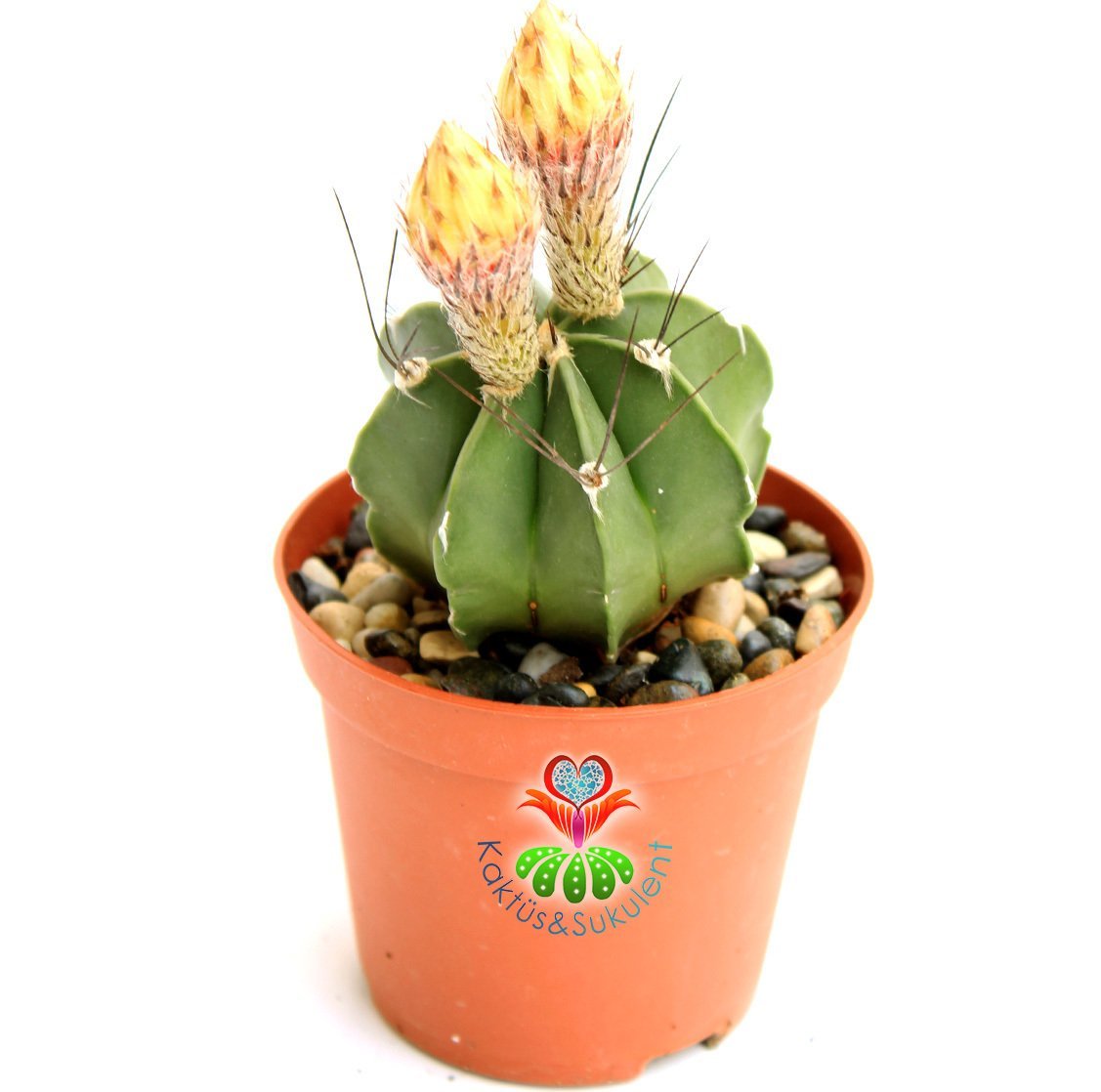 Kaktüs,Astrophytum Capricorne Nudum 5,5 cm Saksıda Nadir Hibrid Tür