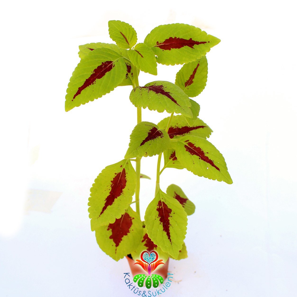 Coleus-Kolyos-Yaprak Güzeli-Yeşil Kırmızı Renk-5,5 cm Saksıda-15+ cm Uzunluk