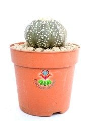 Astrophytum Asterias 'Sand Dollar Cactus', Noktalı 7 cm Saksılı Nadir Tür Koleksiyonluk Kaktüs