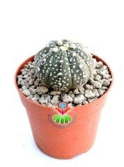 Astrophytum Asterias 'Sand Dollar Cactus', Noktalı 7 cm Saksılı Nadir Tür Koleksiyonluk Kaktüs