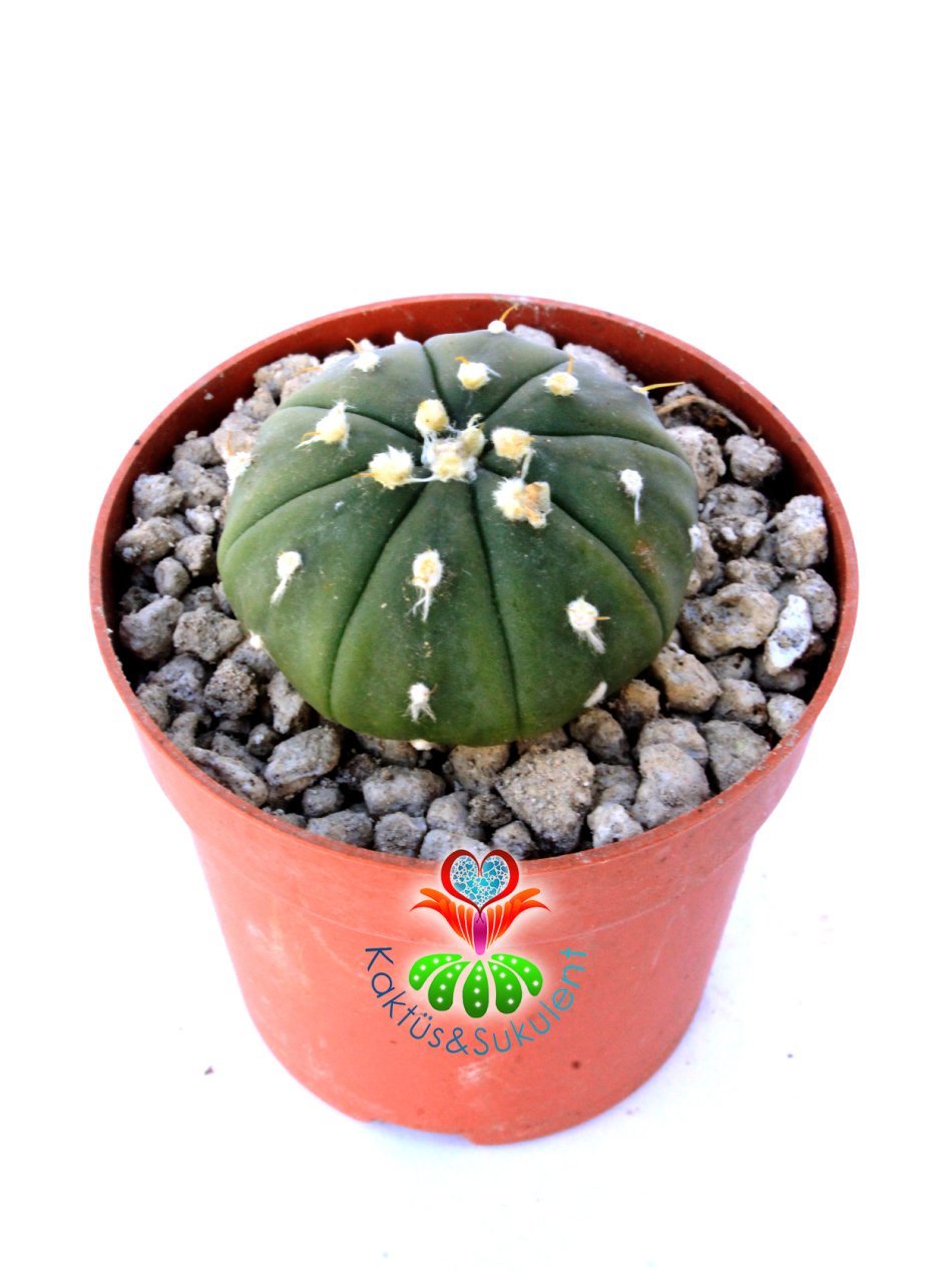Astrophytum Asterias Nudum -7 cm Saksıda Çok Nadir Tür Koleksiyonluk