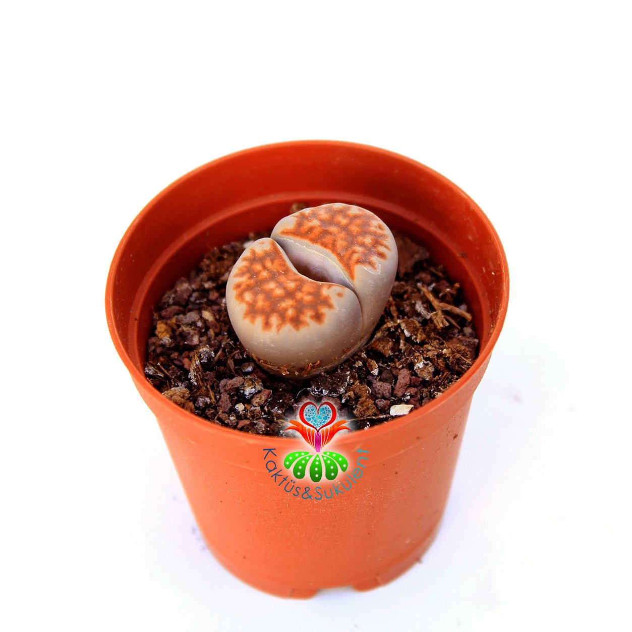 Lithops Karasmontana Red Kırmızı Renk 5,5 cm Saksılı Sınırlı Sayıda