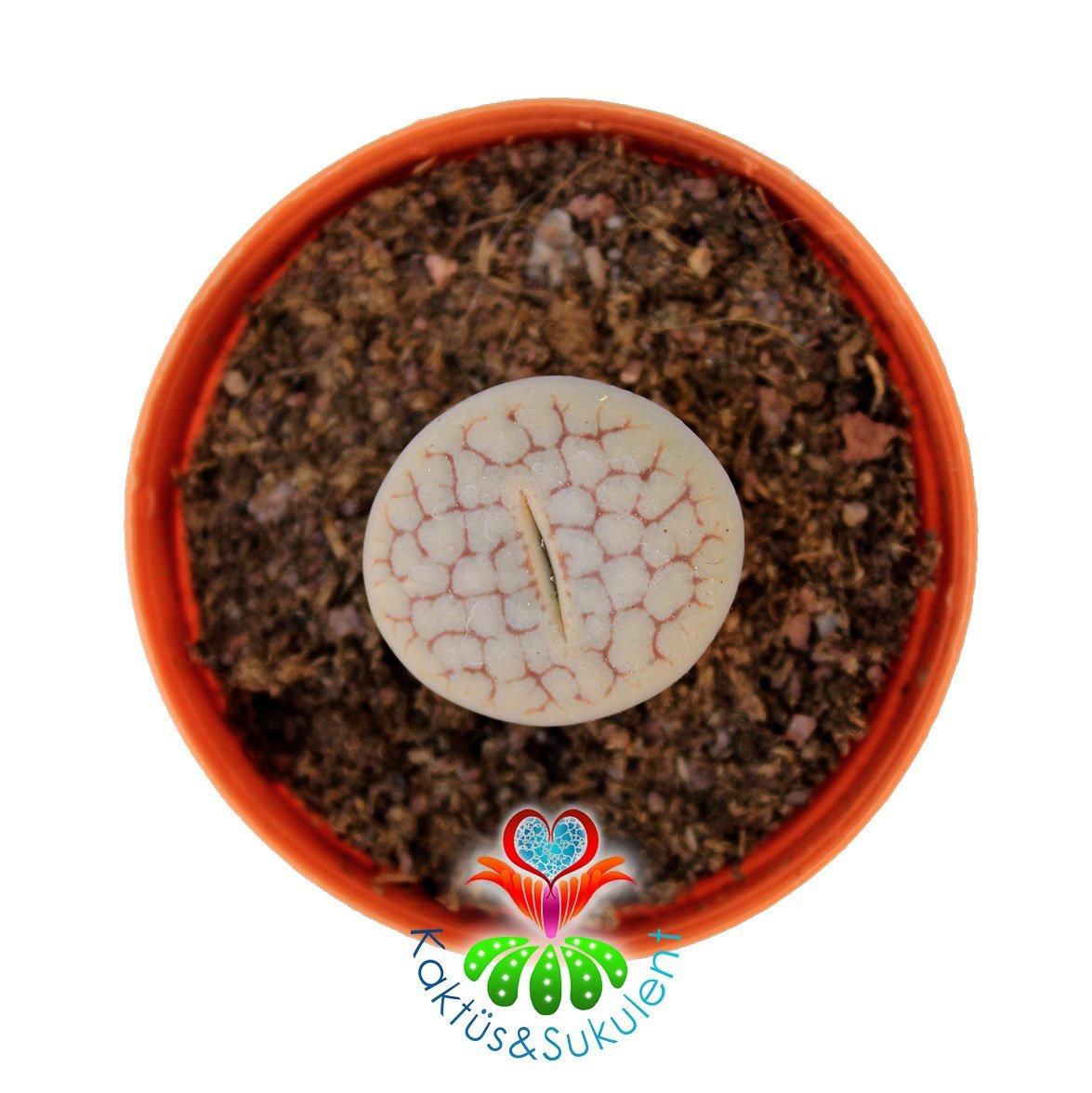Lithops Pseudotruncatella Gri Renk 5,5 cm Saksılı