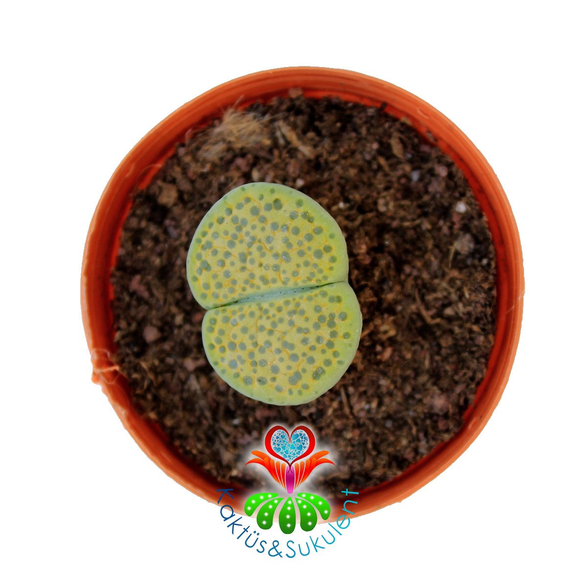 Lithops Fulviceps var Aurea Yeşil 5,5 cm Saksılı Yaşayan Taş