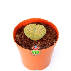 Lithops Fulviceps var Aurea Yeşil 5,5 cm Saksılı Yaşayan Taş