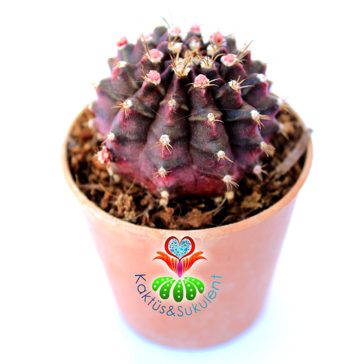 Gymnocalycium Mihanovichii T- Lux 700 5,5 cm Saksılı Nadir Tür